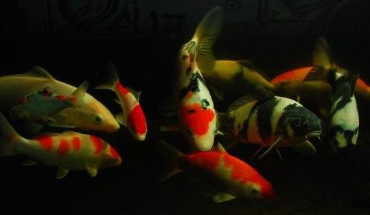 黃金錦鯉怎么養？黃金錦鯉的養殖技巧